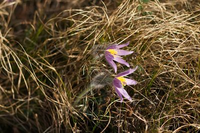 Pulsatilla grandis, photographed by David Sandler