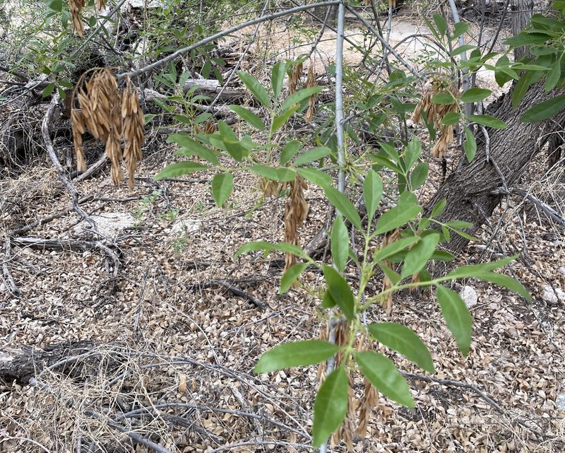 Fraxinus velutina, photographed by Roger Rittmaster