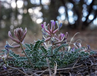 Astragalus tephrodes, photographed by Andrew Tree