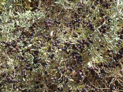 Nitraria schoberi, photographed by Юрий Данилевский (Yuriy Danilevsky)