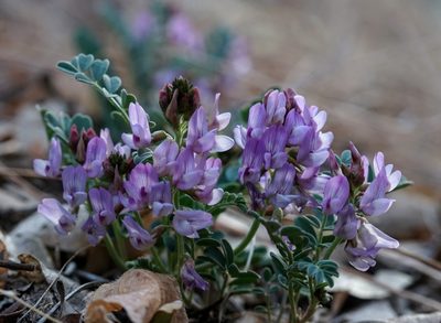 Astragalus cobrensis, photographed by Andrew Tree