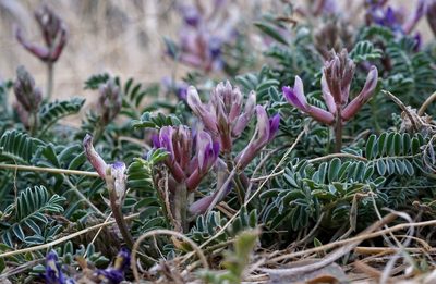 Astragalus tephrodes, photographed by Andrew Tree