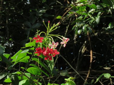 Combretum indicum, photographed by Meghaa