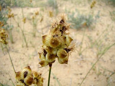 Carex physodes, photographed by Юрий Данилевский (Yuriy Danilevsky)