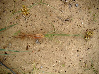 Carex physodes, photographed by Юрий Данилевский (Yuriy Danilevsky)