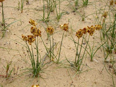 Carex physodes, photographed by Юрий Данилевский (Yuriy Danilevsky)