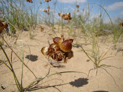 Carex physodes, photographed by Юрий Данилевский (Yuriy Danilevsky)
