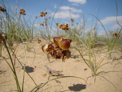 Carex physodes, photographed by Юрий Данилевский (Yuriy Danilevsky)