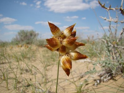 Carex physodes, photographed by Юрий Данилевский (Yuriy Danilevsky)