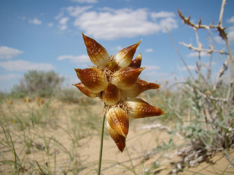 Carex physodes, photographed by Юрий Данилевский (Yuriy Danilevsky)