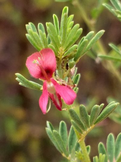 Indigofera stricta, photographed by kevin koen