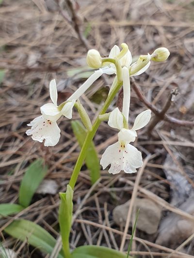 Orchis laeta, photographed by Mehdi Chetibi