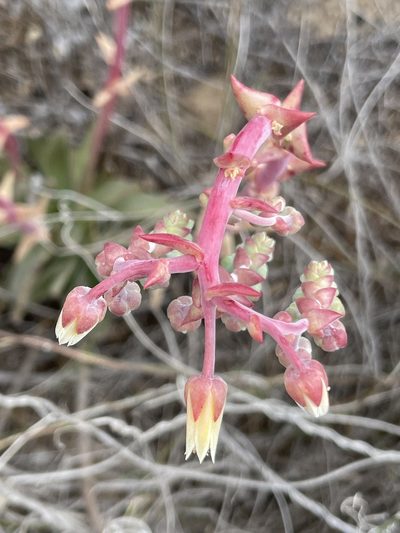Dudleya cultrata, photographed by Sula Vanderplank