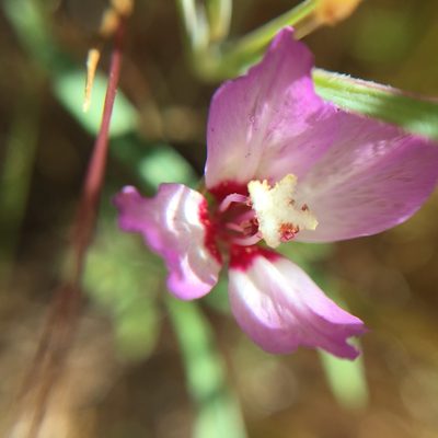 Clarkia franciscana, photographed by Hydrocycler (Elizabeth Dougherty)