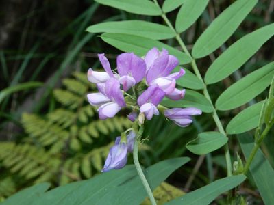 Galega officinalis, photographed by Grey Smith