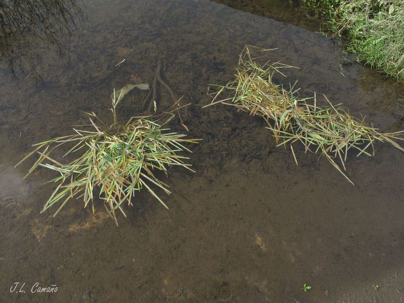 Antinoria agrostidea, photographed by José Luis Camaño
