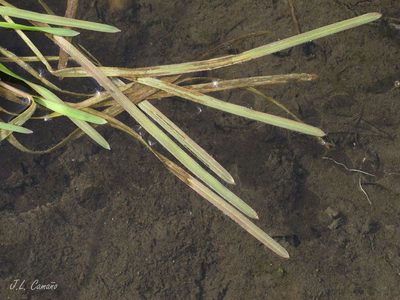 Antinoria agrostidea, photographed by José Luis Camaño