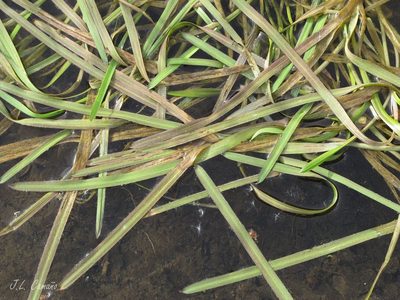 Antinoria agrostidea, photographed by José Luis Camaño