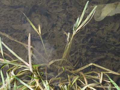 Antinoria agrostidea, photographed by José Luis Camaño