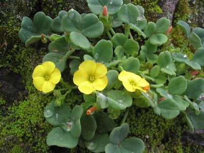 Oxalis megalorrhiza, photographed by cstobie