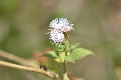 Tamaulipa azurea, photographed by Center for Urban Ecology