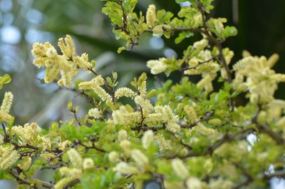 Vachellia rigidula, photographed by Center for Urban Ecology