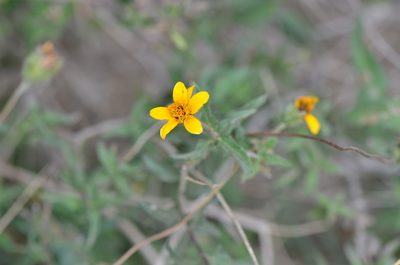 Wedelia hispida, photographed by Center for Urban Ecology