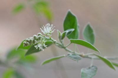 Croton humilis, photographed by Center for Urban Ecology