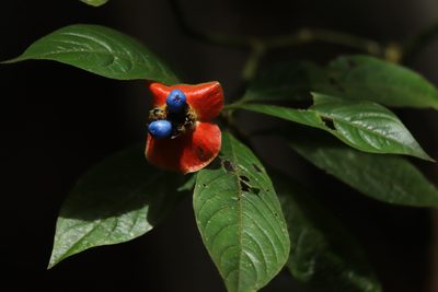Palicourea tomentosa, photographed by przese