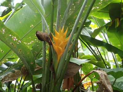 Heliconia caribaea, photographed by Dan Schofield