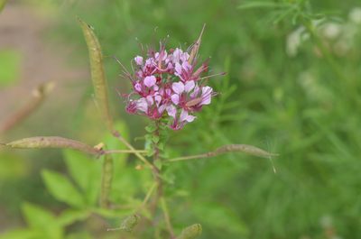 Cleome dodecandra, photographed by Center for Urban Ecology