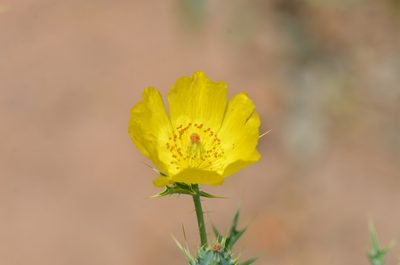 Argemone mexicana, photographed by Center for Urban Ecology