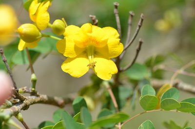 Erythrostemon mexicanus, photographed by Center for Urban Ecology