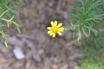 Sidneya tenuifolia, photographed by Center for Urban Ecology