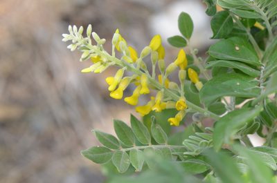 Sophora tomentosa, photographed by Center for Urban Ecology