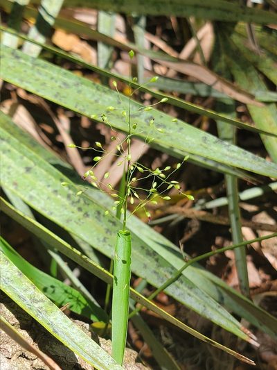 Dichanthelium equilaterale, photographed by Michelle Sevcovas