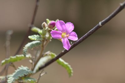 Melochia tomentosa, photographed by Center for Urban Ecology