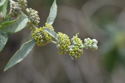 Buddleja sessiliflora, photographed by Center for Urban Ecology