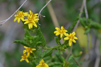 Trixis inula, photographed by Center for Urban Ecology