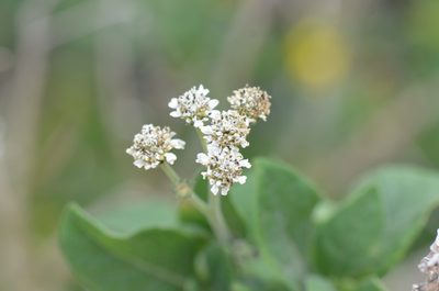 Verbesina microptera, photographed by Center for Urban Ecology