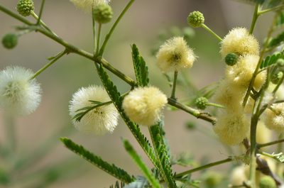Senegalia berlandieri, photographed by Center for Urban Ecology