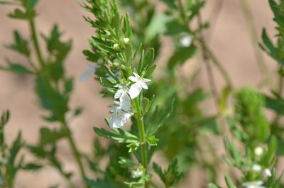 Teucrium cubense, photographed by Center for Urban Ecology