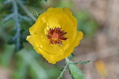 Argemone aenea, photographed by Center for Urban Ecology