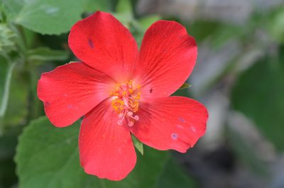 Hibiscus martianus, photographed by Center for Urban Ecology