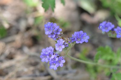 Phacelia congesta, photographed by Center for Urban Ecology