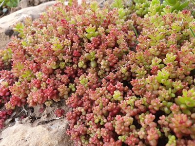 Sedum caeruleum, photographed by Mehdi Chetibi
