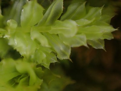 Plagiomnium venustum, photographed by Randal