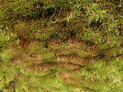 Vinealobryum insulanum, photographed by Randal