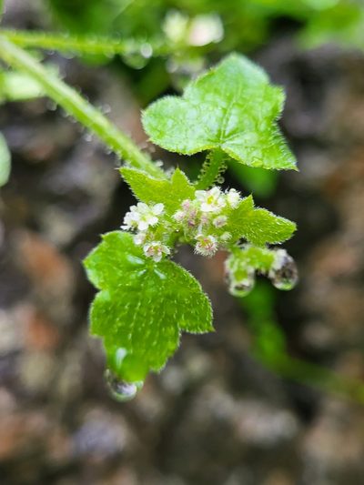 Drusa glandulosa, photographed by Jacek Pietruszewski