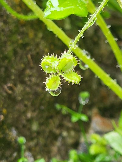 Drusa glandulosa, photographed by Jacek Pietruszewski